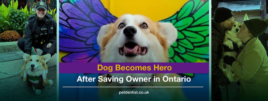 Dog Becomes Hero After Saving Owner in Ontario