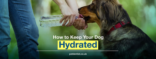 How to Keep Your Dog Hydrated