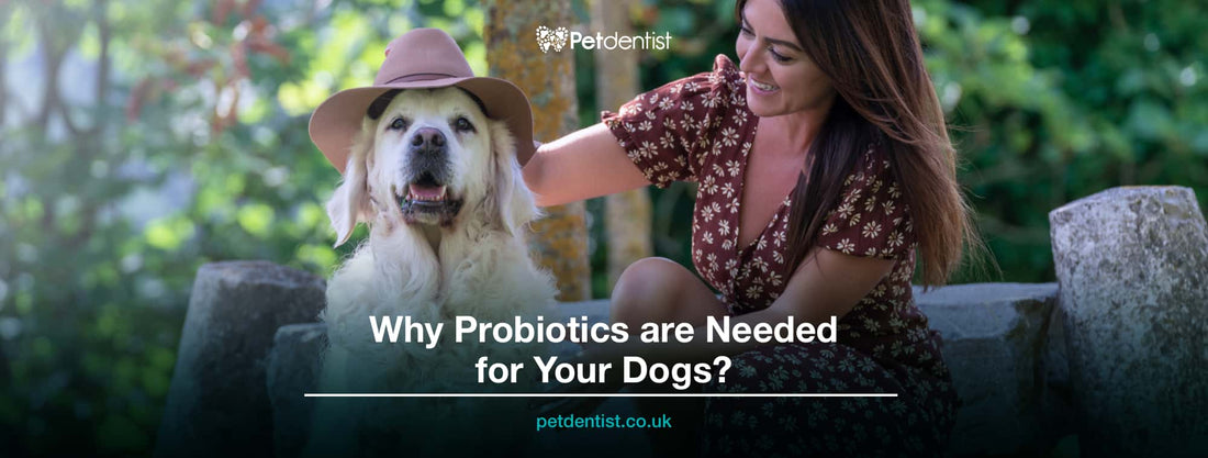 why-probiotics-are-needed-for-your-dogs-petdentist