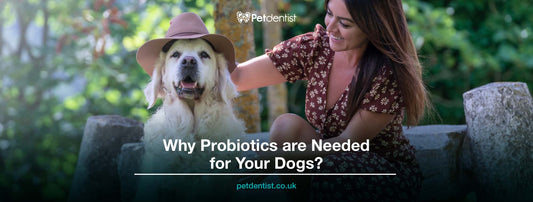 why-probiotics-are-needed-for-your-dogs-petdentist