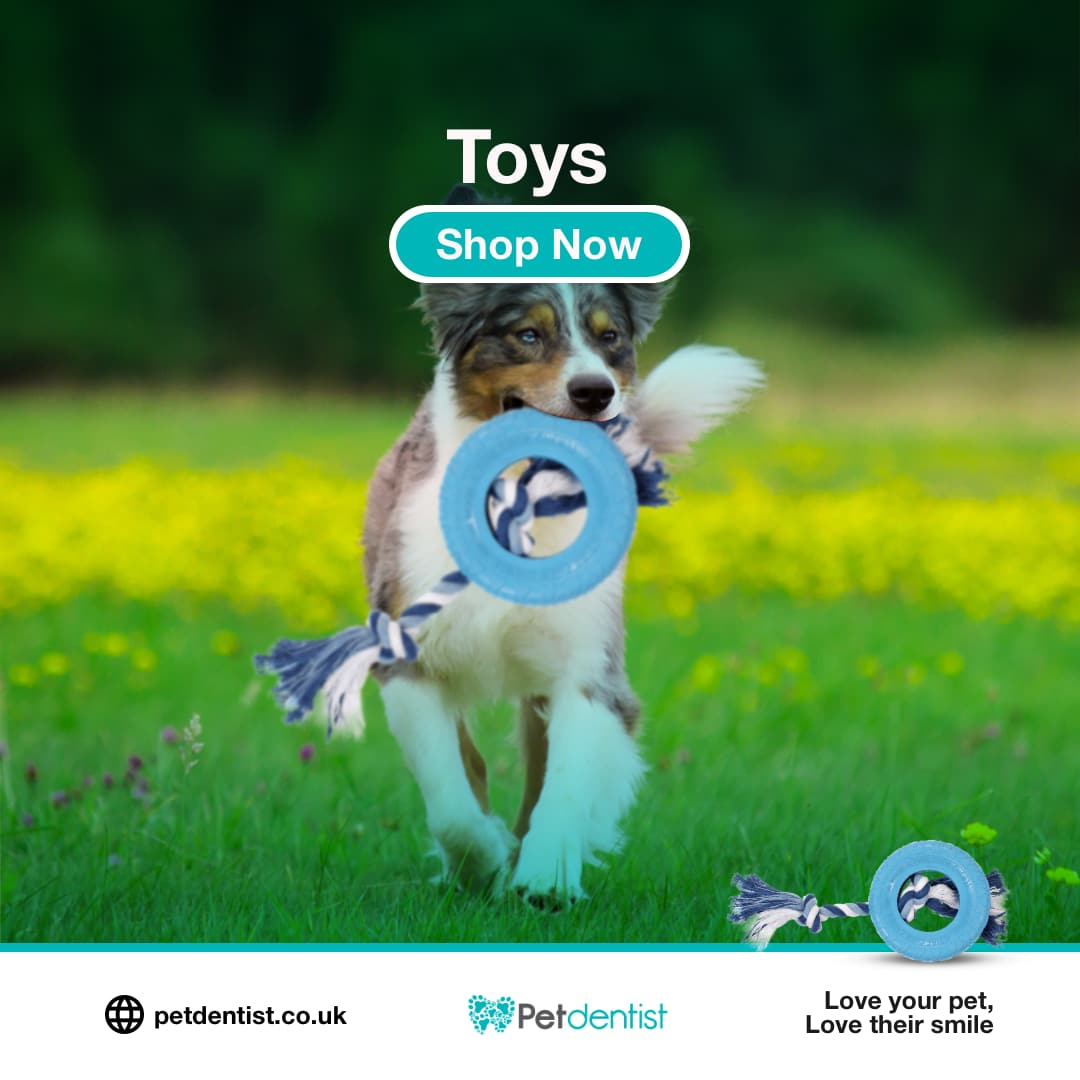 Pet Toys