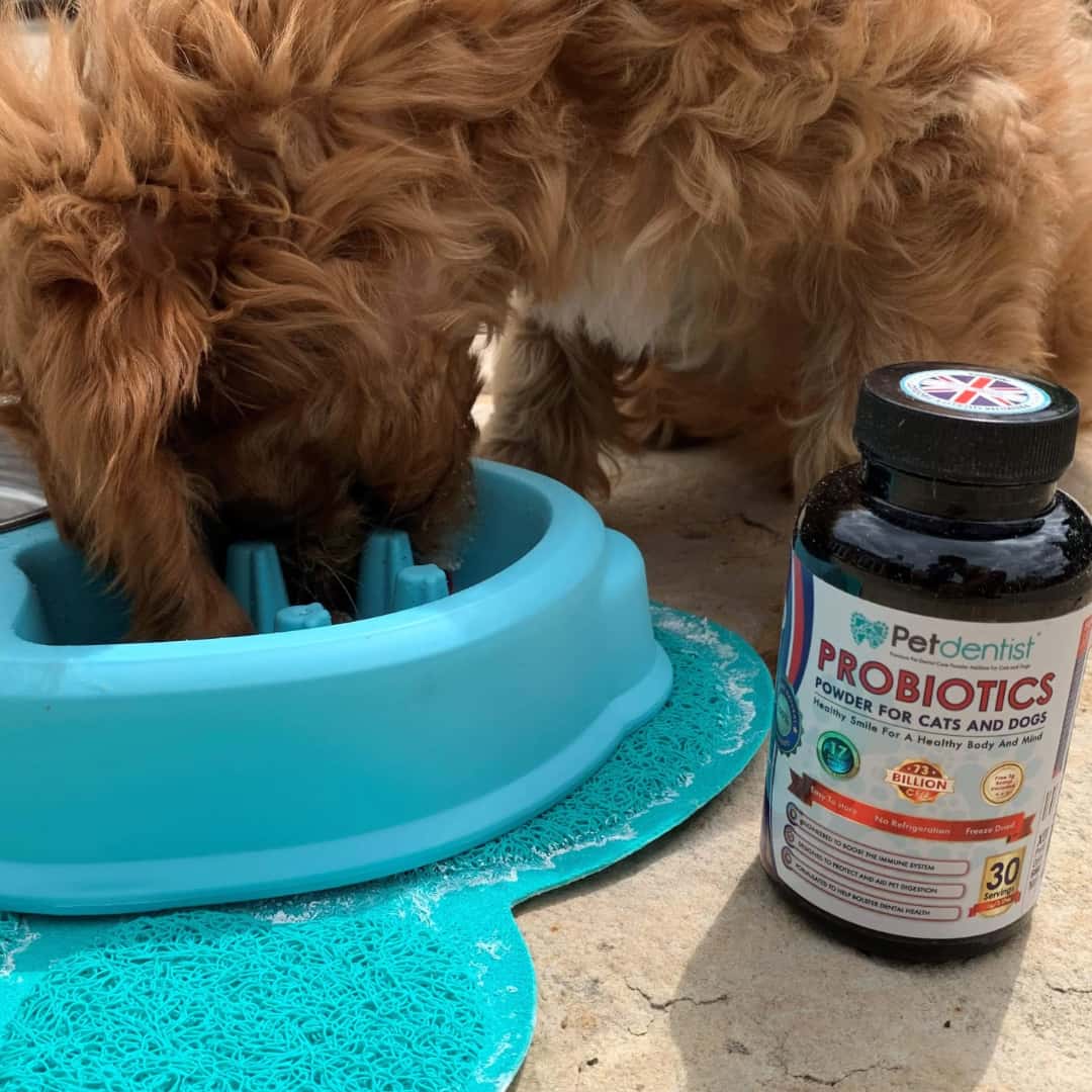 petdentist-probiotics-powder-supplement-for-cats-dogs-03
