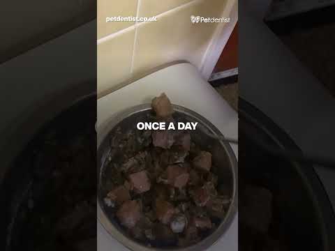 petdentist-probiotics-powder-supplement-for-cats-dogs-video-02
