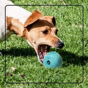 Dog Ball Treat Dispenser Rubber Chew Toy Plaque Cleaner – Blue - Petdentist