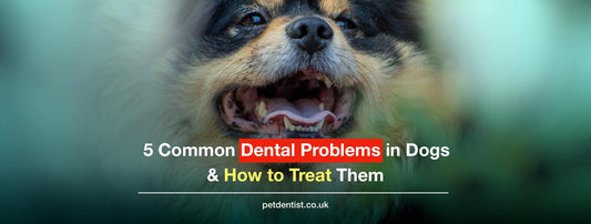 5 Common Dental Problems in Dogs and How to Treat Them
