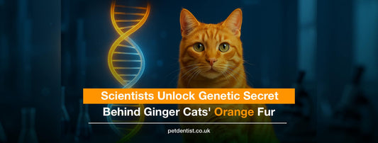 Scientists Unlock Genetic Secret Behind Ginger Cats' Orange Fur