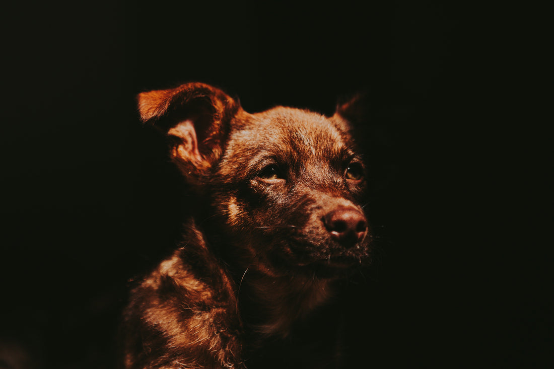 Understand Dog Worms Symptoms and Infestation