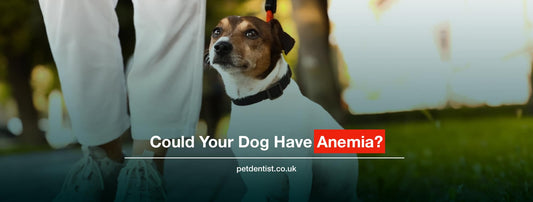 Could Your Dog Have Anemia? Here's What Every Pet Parent Should Know