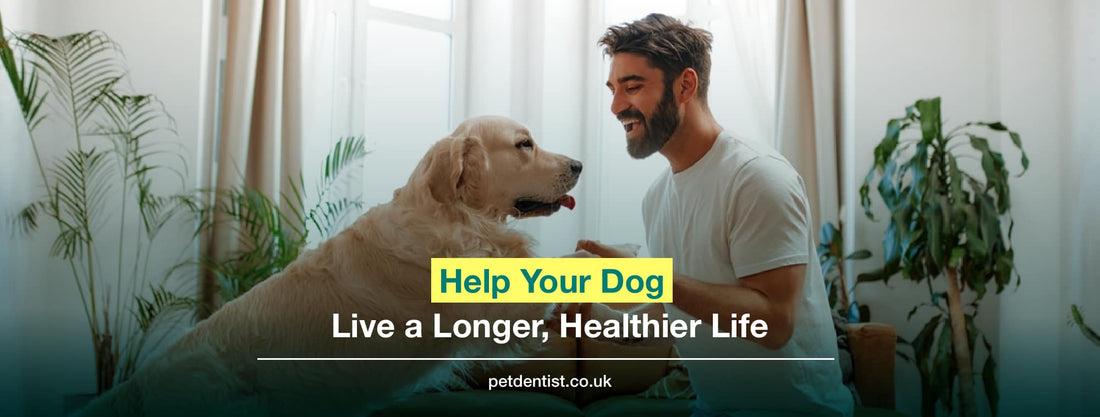Help Your Dog Live a Longer, Healthier Life