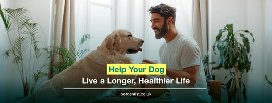 Help Your Dog Live a Longer, Healthier Life