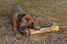 Bones for Your Dog - Delicious Treat or A Deadly Snack?