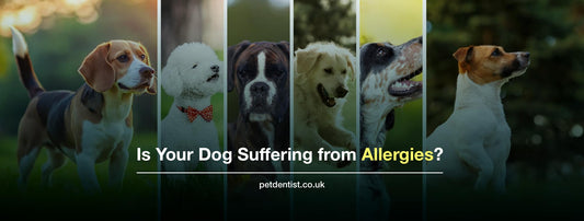 Is Your Dog Suffering from Allergies? Here's What You Need to Know