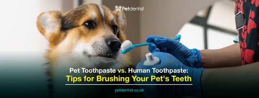 pet-toothpaste-vs-human-toothpaste