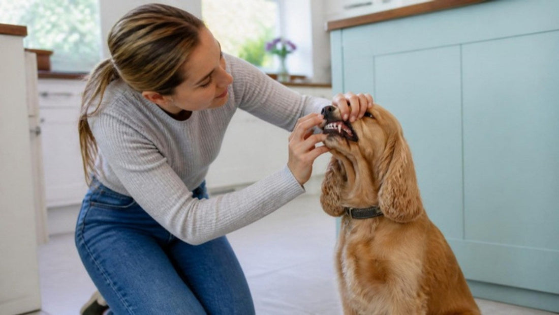 Owner lifting a Cocker Spaniel's lip to check its teeth at home in a bright kitchen