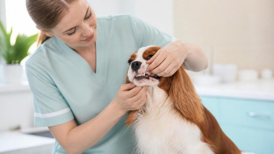 Veterinary nurse gently checking a Cavalier King Charles Spaniel's gums