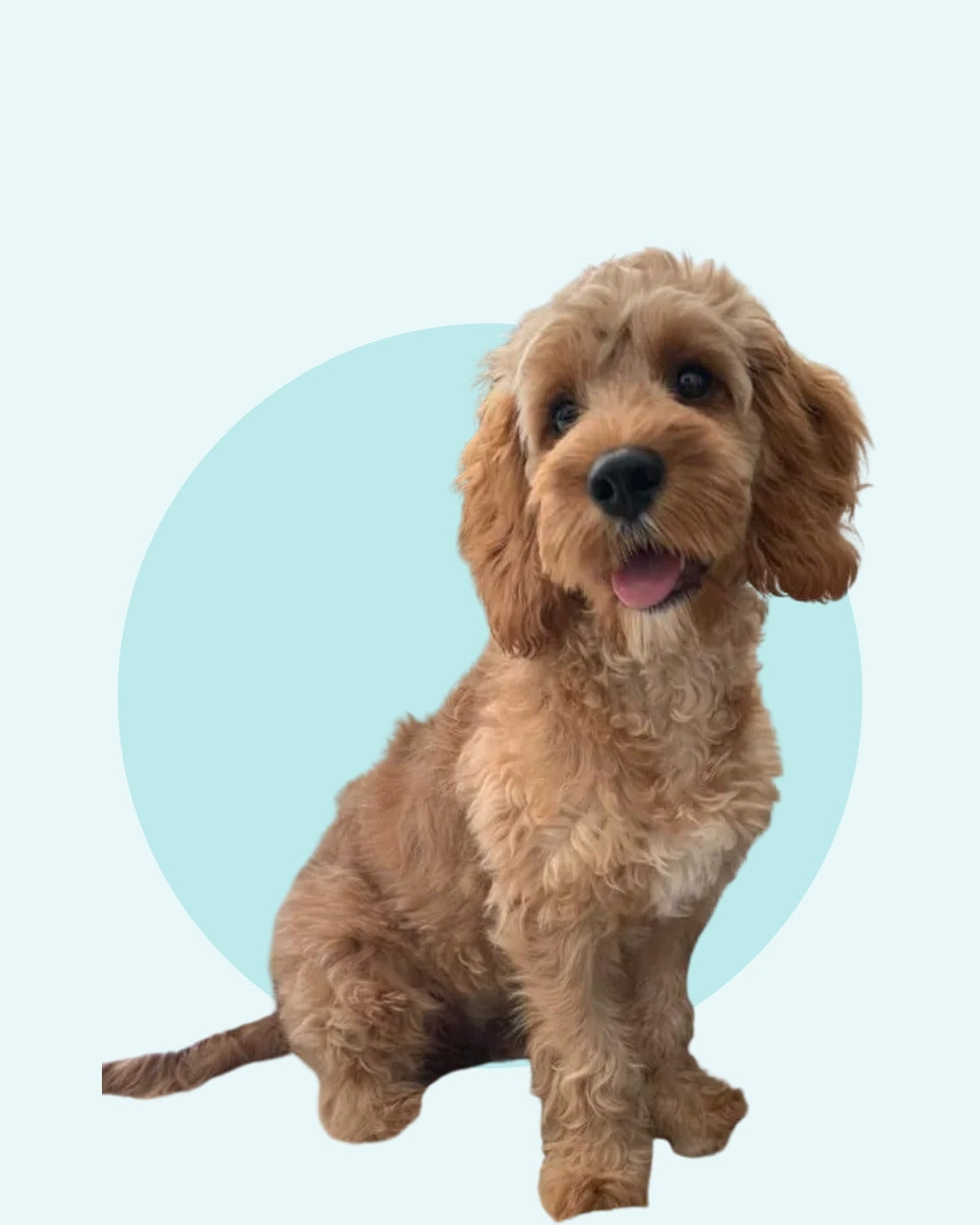 Merlo, Dr Deepak Songra's Cavapoo, sitting and smiling