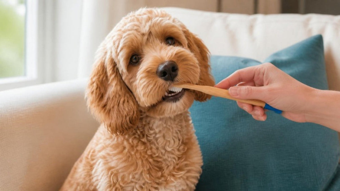 Merlo the Cavapoo having his teeth brushed with the Petdentist bamboo toothbrush