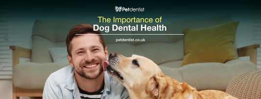 The Importance of Dog Dental Health