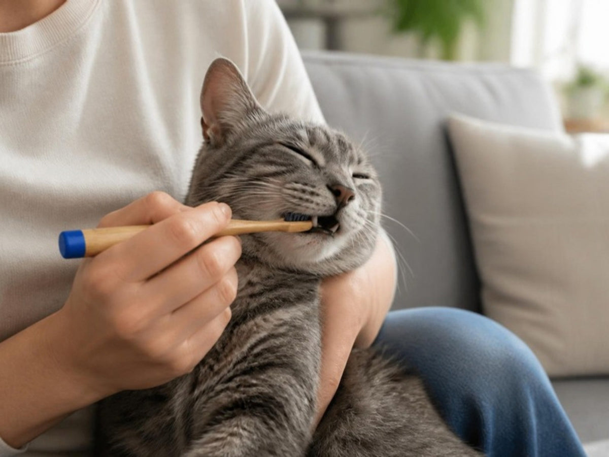 A tabby cat having its teeth brushed at home with a Petdentist bamboo charcoal toothbrush