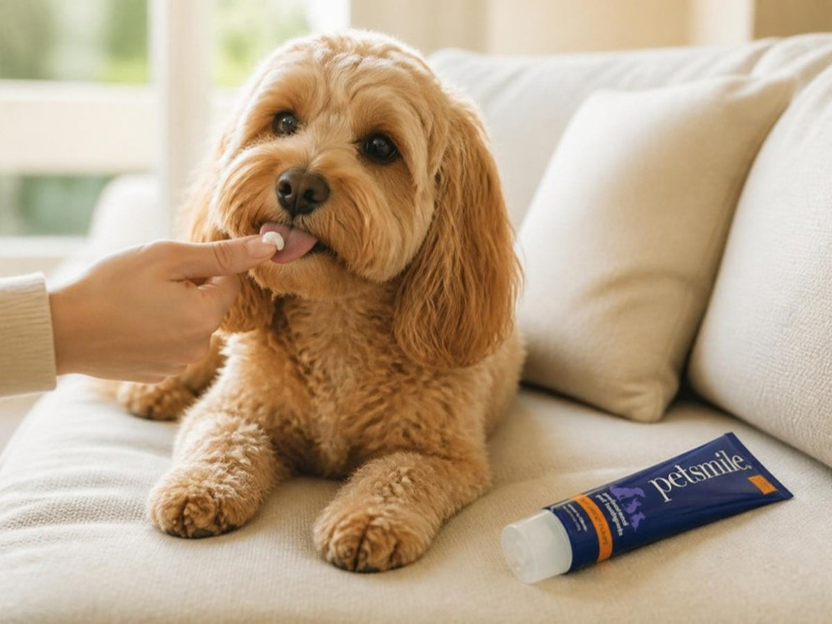 A Cavapoo tasting a dab of Petsmile pet toothpaste from a fingertip, with the Petsmile tube beside it