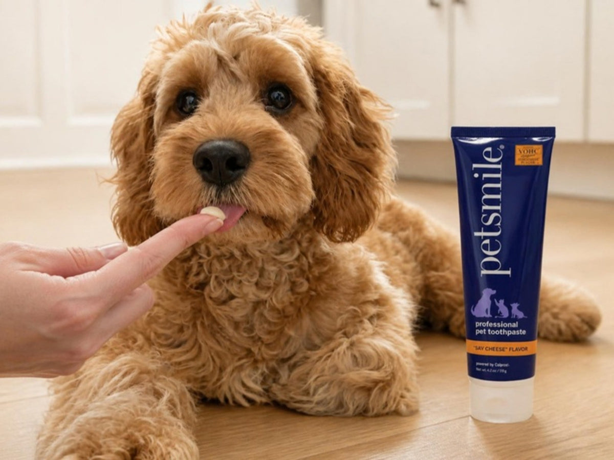 Merlo the Cavapoo tasting a dab of Petsmile Say Cheese toothpaste from a fingertip