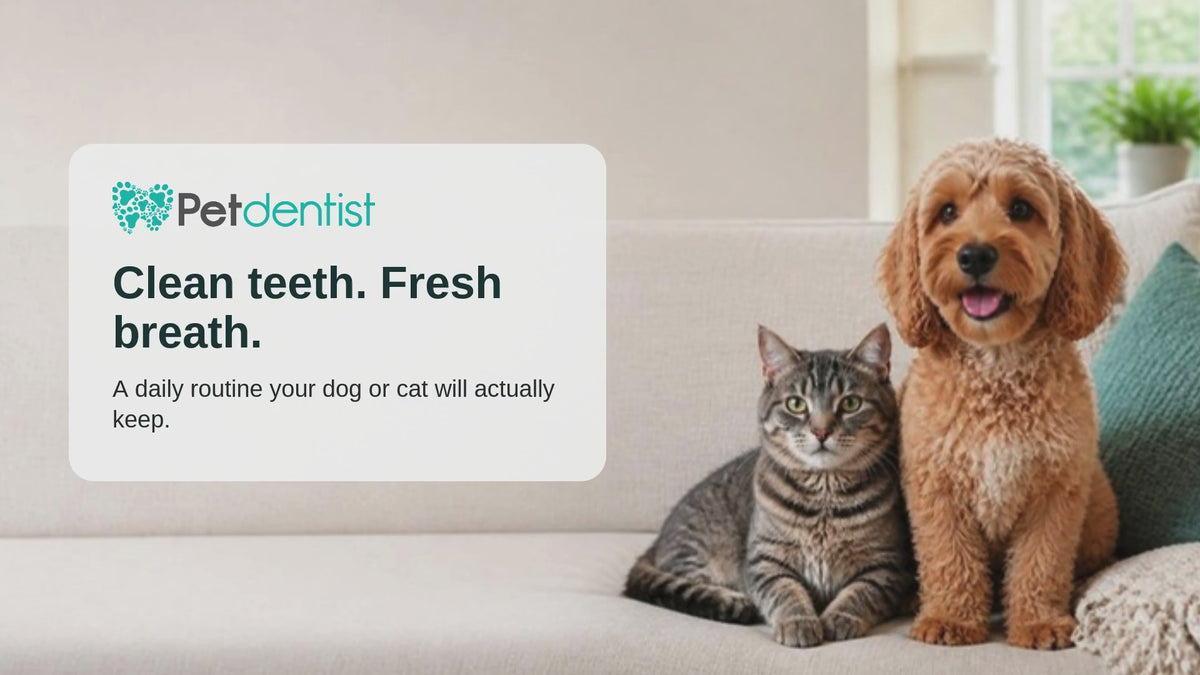 Load video: Petdentist daily dental routine for dogs and cats with Merlo the Cavapoo: taste it, brush it, keep it up