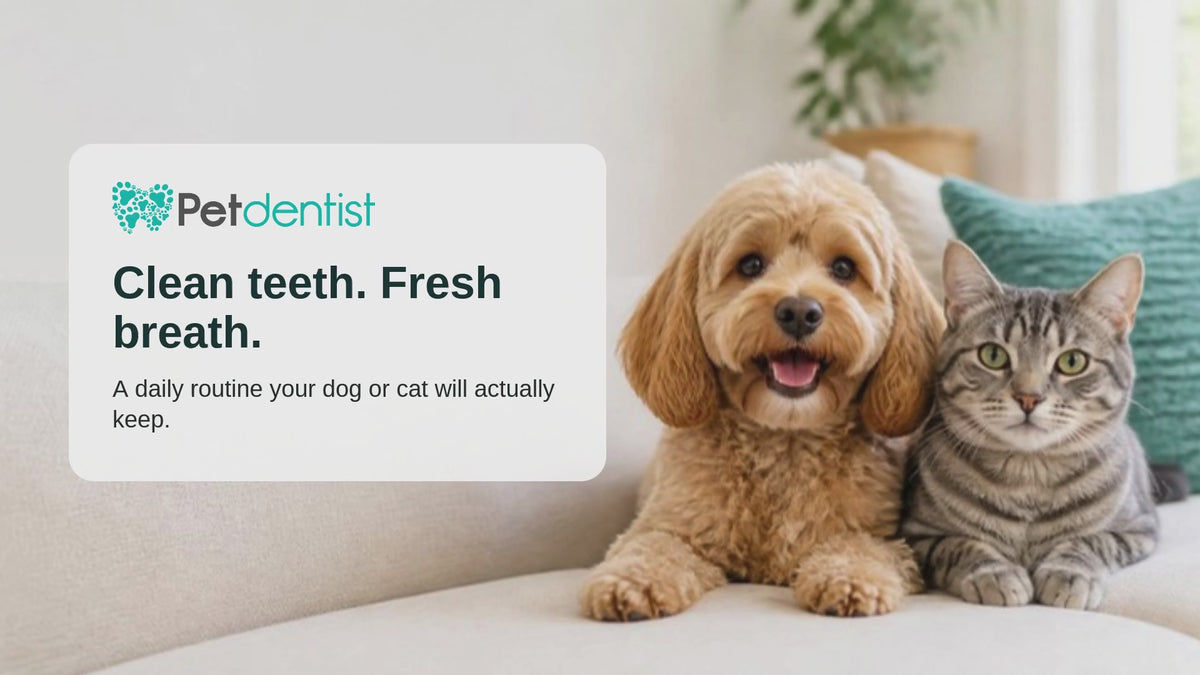 Load video: Petdentist daily dental routine for dogs and cats in three steps: taste it, brush it, keep it up