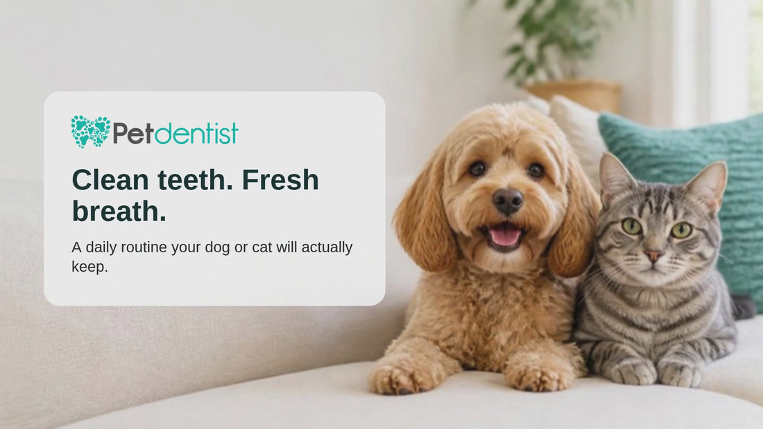 Petdentist daily dental routine for dogs and cats in three steps: taste it, brush it, keep it up