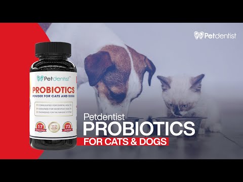 Pet dentist probiotics best sale