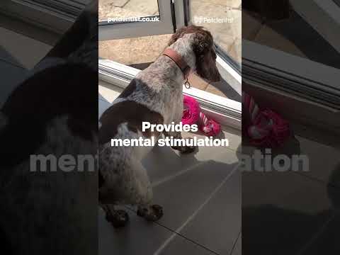 dog-tyre-rope-flosser-dog-chew-toy-video-01