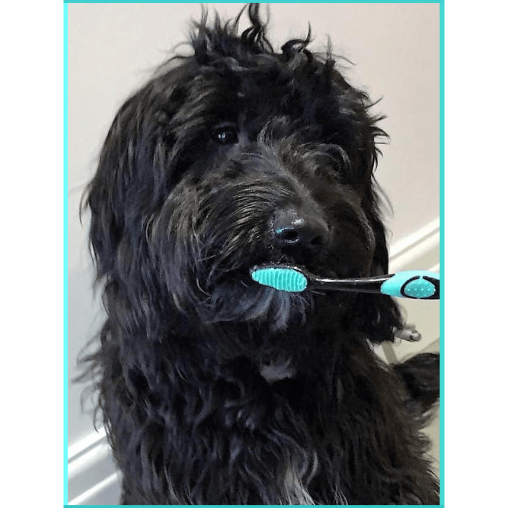 Extra Large Breed Pet Bamboo Charcoal Dog Toothbrush - Petdentist