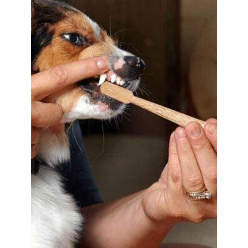 Charcoal for dogs hot sale teeth