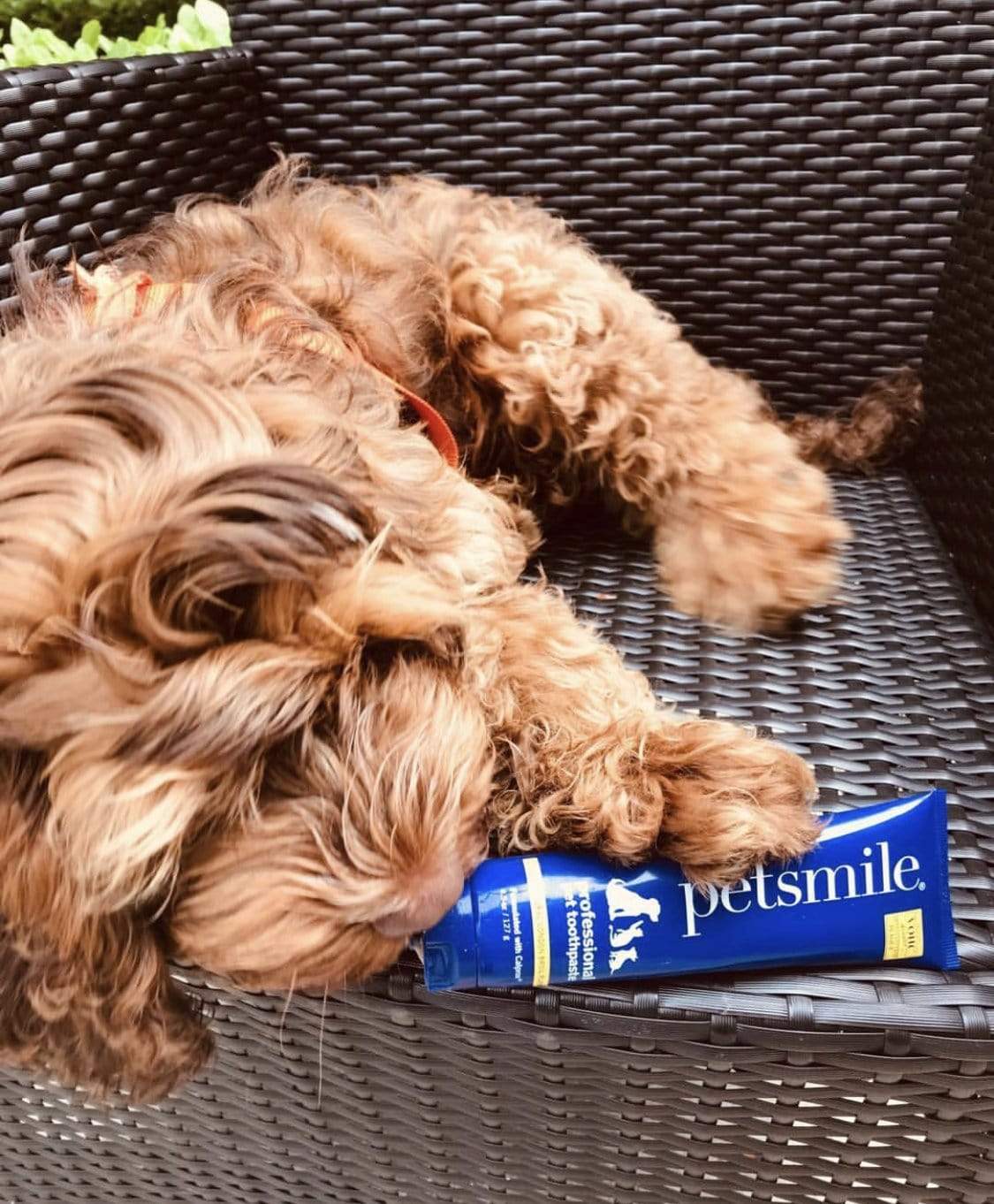 Petsmile professional deals dog toothpaste