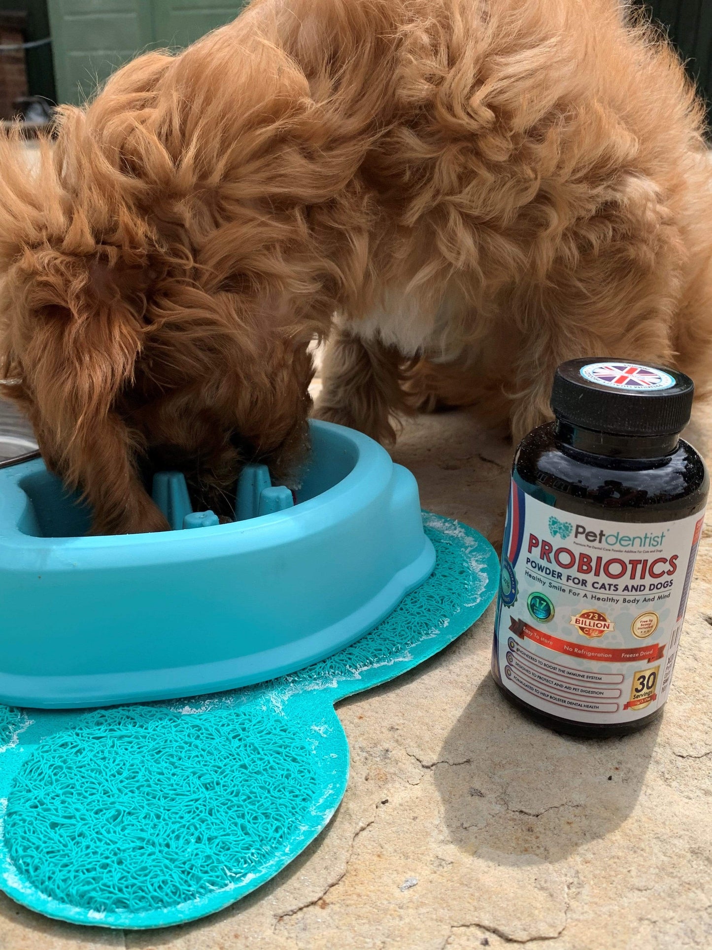 Probiotics Powder Supplement For Cats & Dogs- 90g - Petdentist