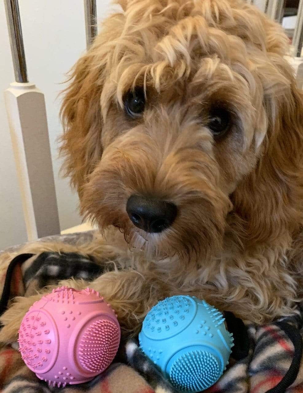 Dog Ball Treat Dispenser Rubber Chew Toy Plaque Cleaner  – Blue - Petdentist